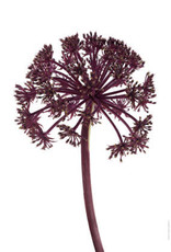 Liljebergs Giant Angelica div. maten