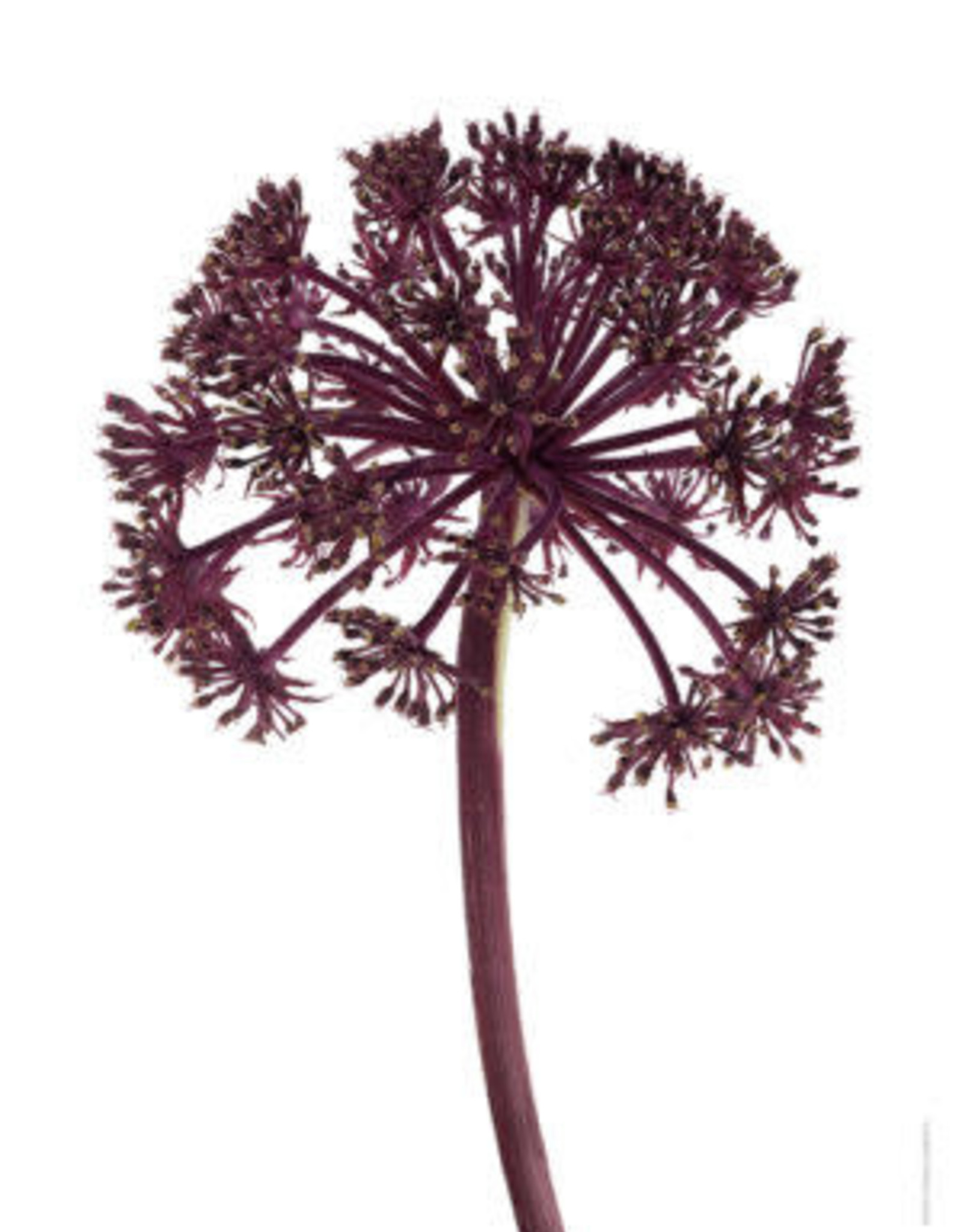 Liljebergs Giant Angelica div. maten