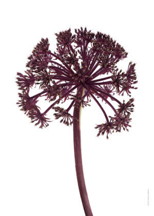 Liljebergs Giant Angelica div. maten