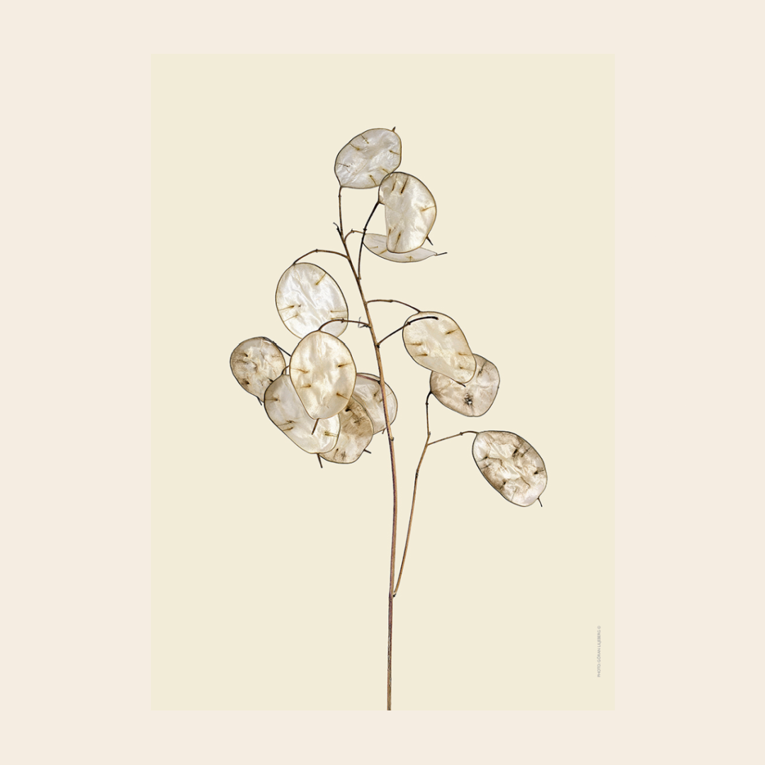 Liljebergs 'Honesty Flower'