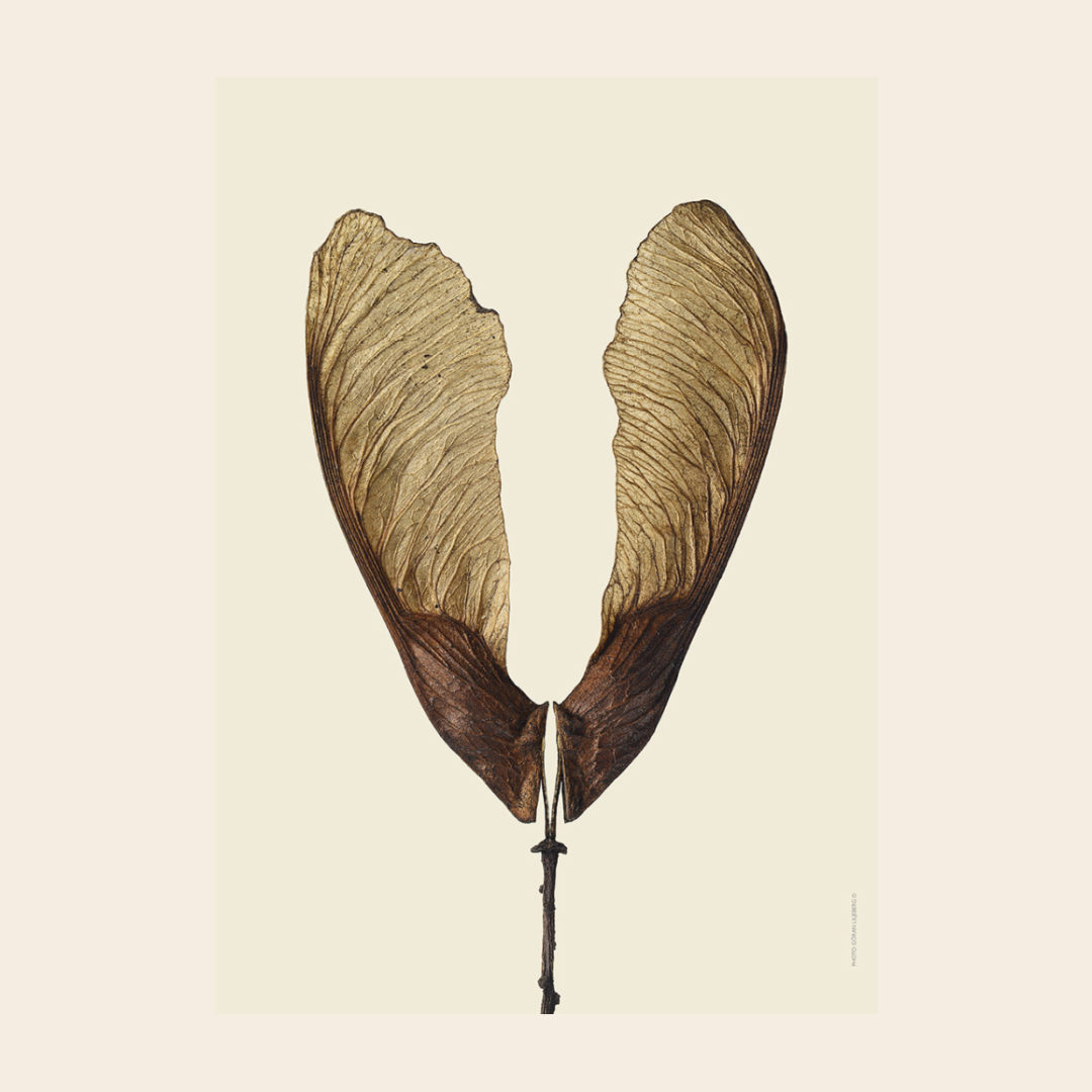 Liljebergs 'Tatarian maple'  - div. maten