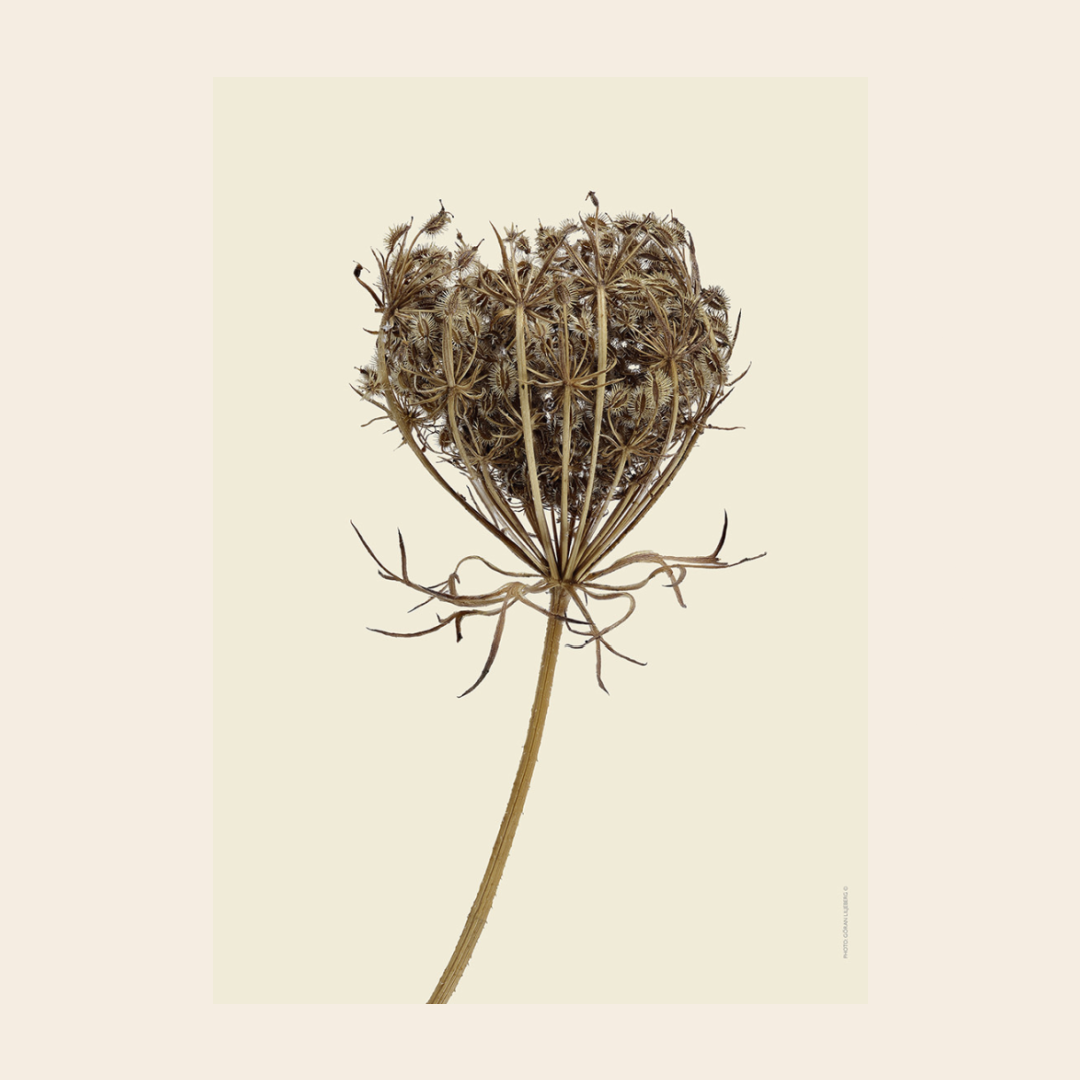 Liljebergs 'Wild carrot' - div. maten