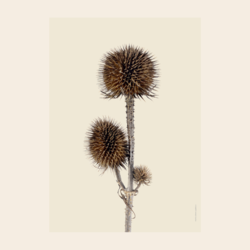 Liljebergs 'Wild teasel three buds' - div. maten