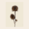 Liljebergs 'Wild teasel three buds' - div. maten