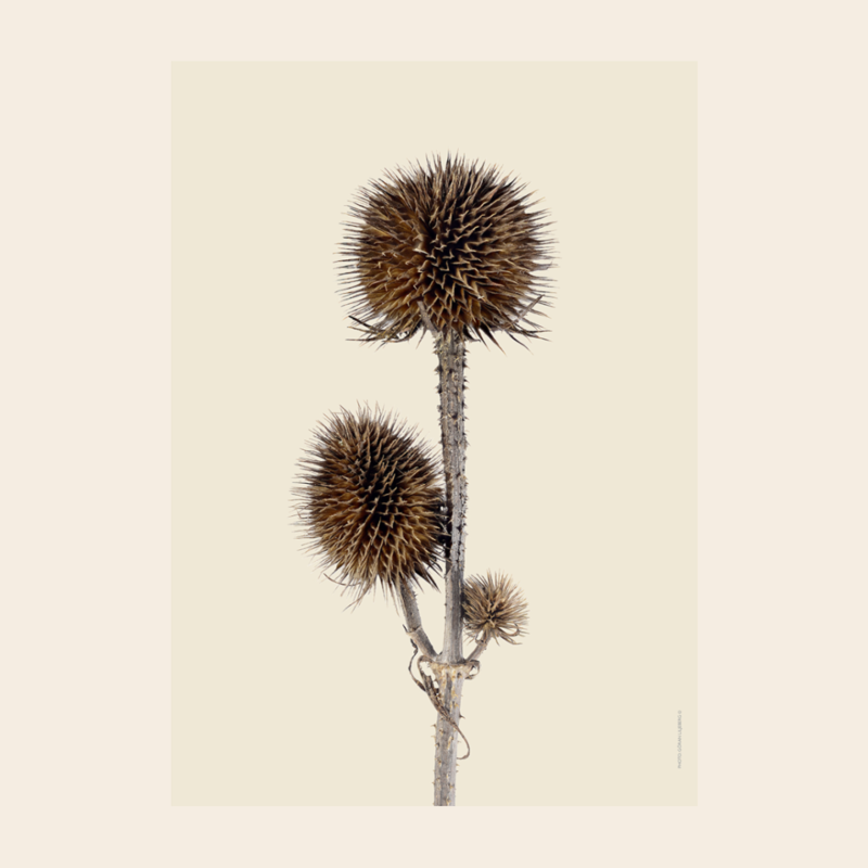 Liljebergs 'Wild teasel three buds' - div. maten
