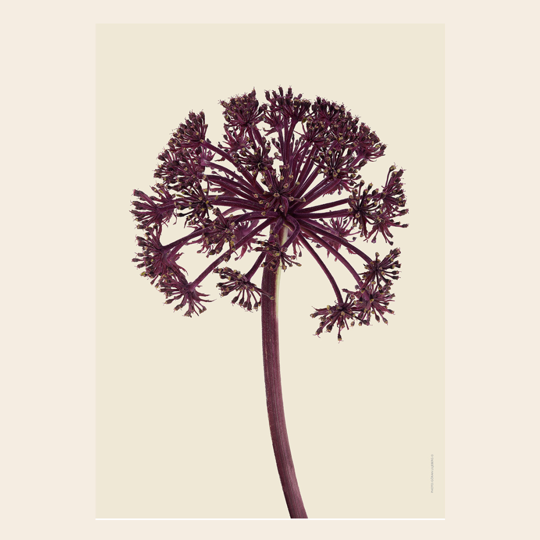 Liljebergs Giant Angelica div. maten