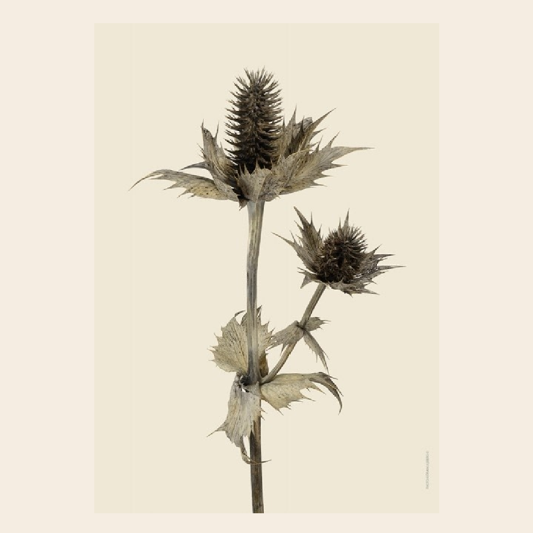 Liljebergs Silver Ghost div. maten