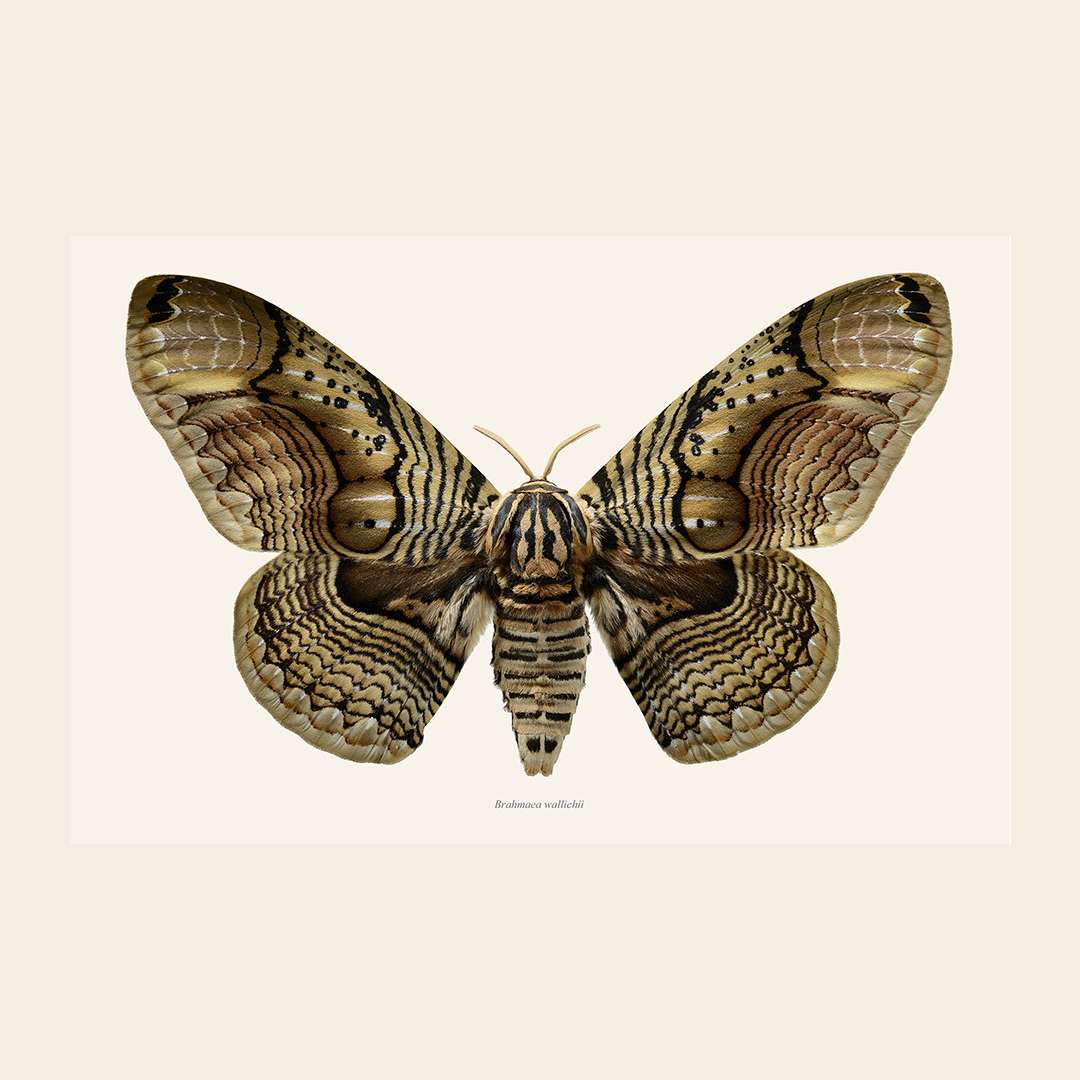 Liljebergs Brahmaea wallichii vlinder