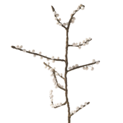 'Holly' - wol