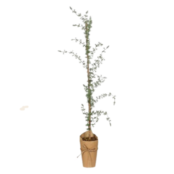 IBLaursen ceder tree 'Cedern'