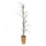 IBLaursen cederboom 'Cedern'