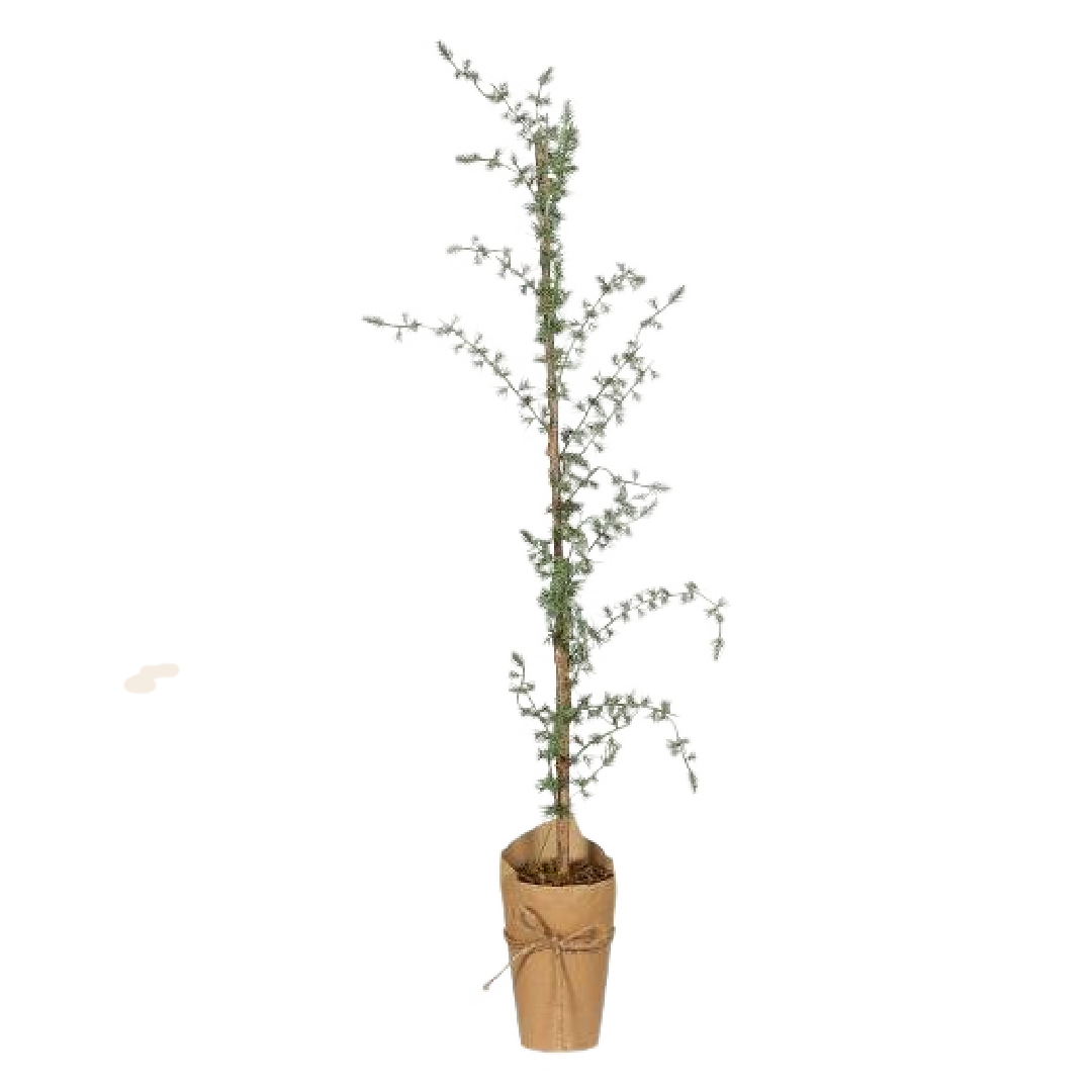 IBLaursen ceder tree 'Cedern'