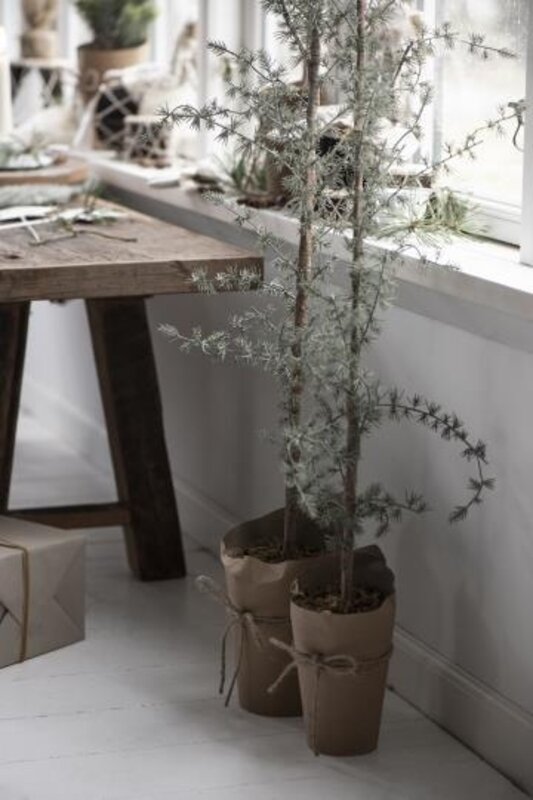 IBLaursen cederboom 'Cedern'