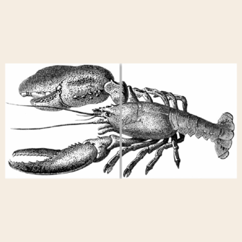 muur / tegelsticker 'Lobster'