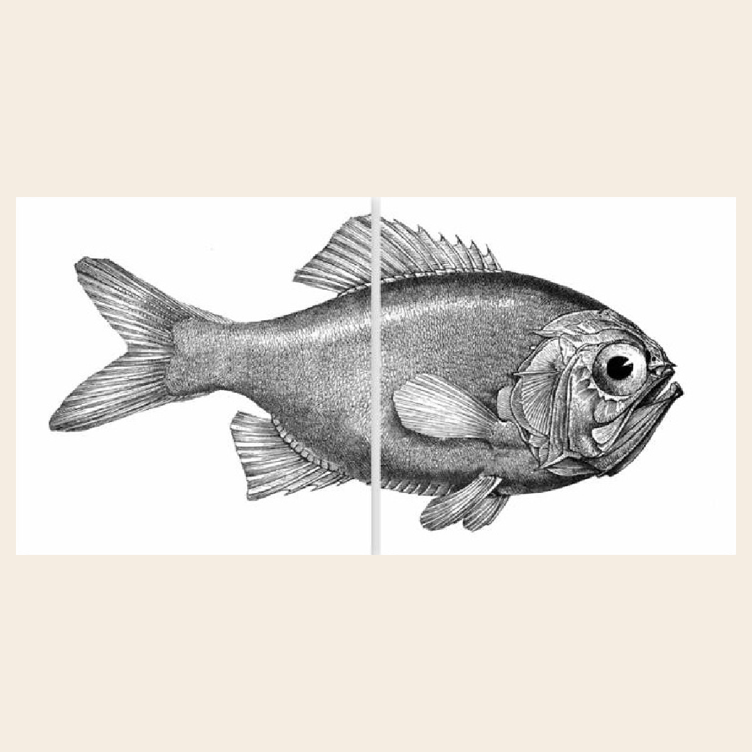 Boubouki muur / tegelsticker 'Fred'