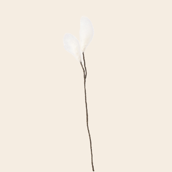 'Cotton Grass' - wol