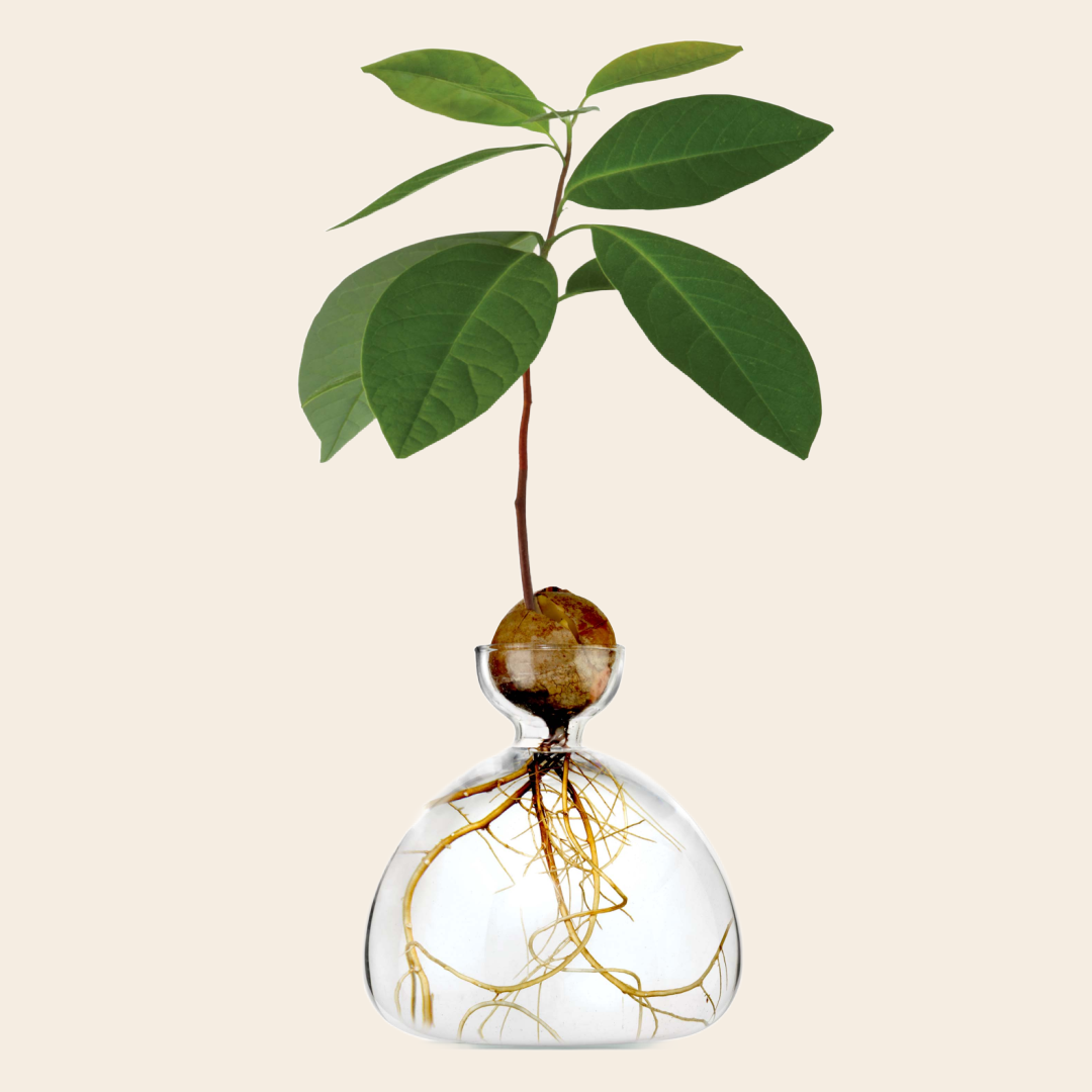 Ilex Studio vaas 'Advocado' - glas