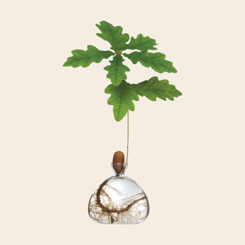 Ilex Studio vaas 'Acorn' - glas