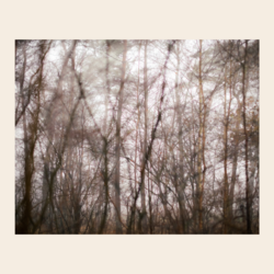 photo 'Forest' 40 x50 cm