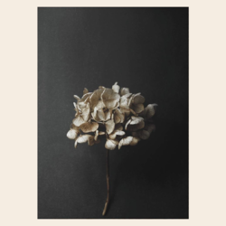 Still Life 04 (Hydrangea) By Pia Winther
