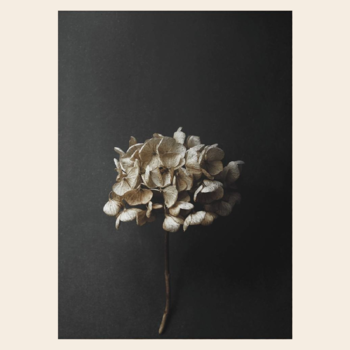 Still Life 04 (Hydrangea) By Pia Winther