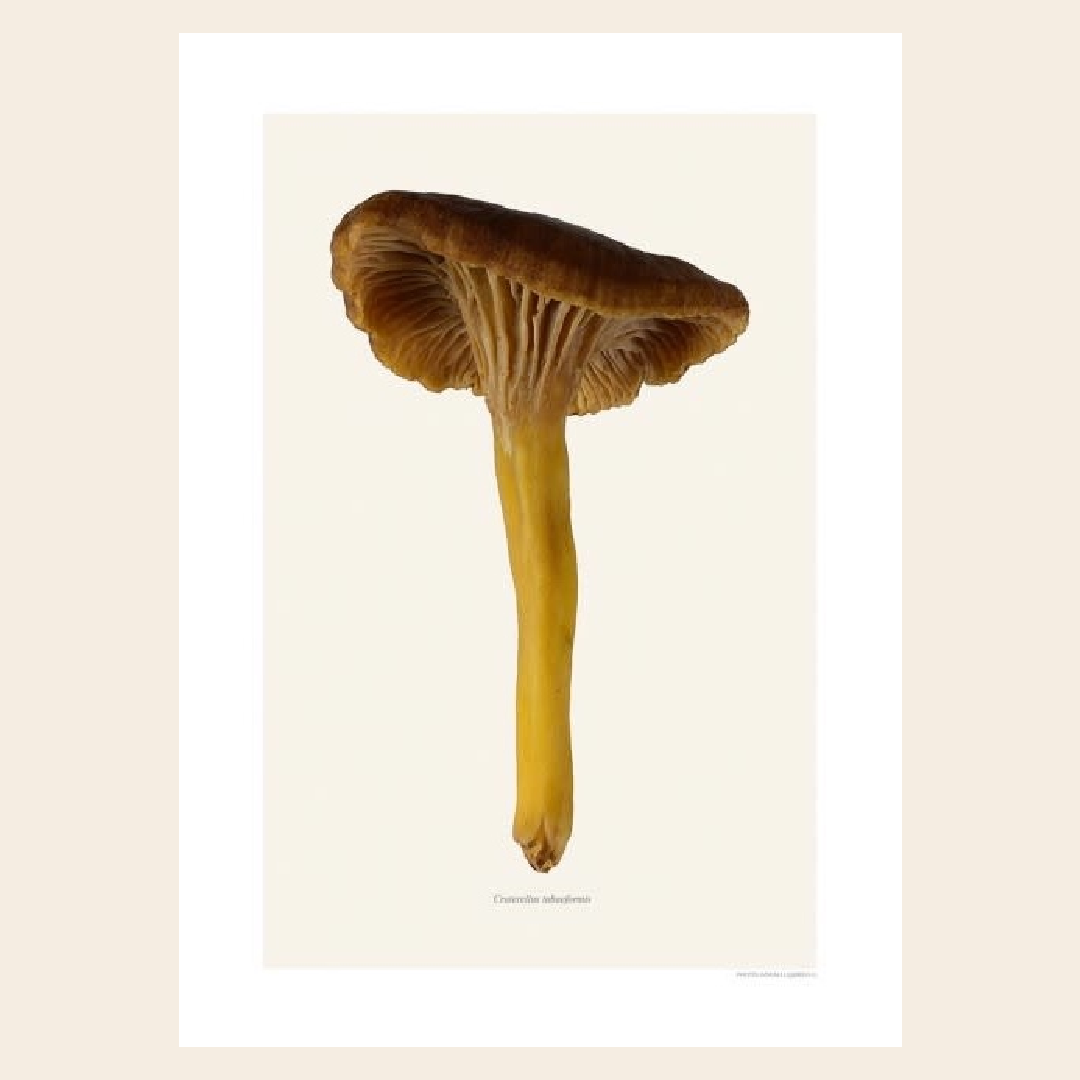 Liljebergs Craterellus tubaeformis 30x40cm