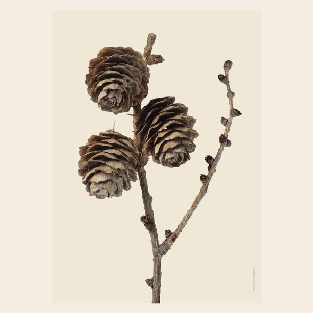 Liljebergs 'The European Larch'