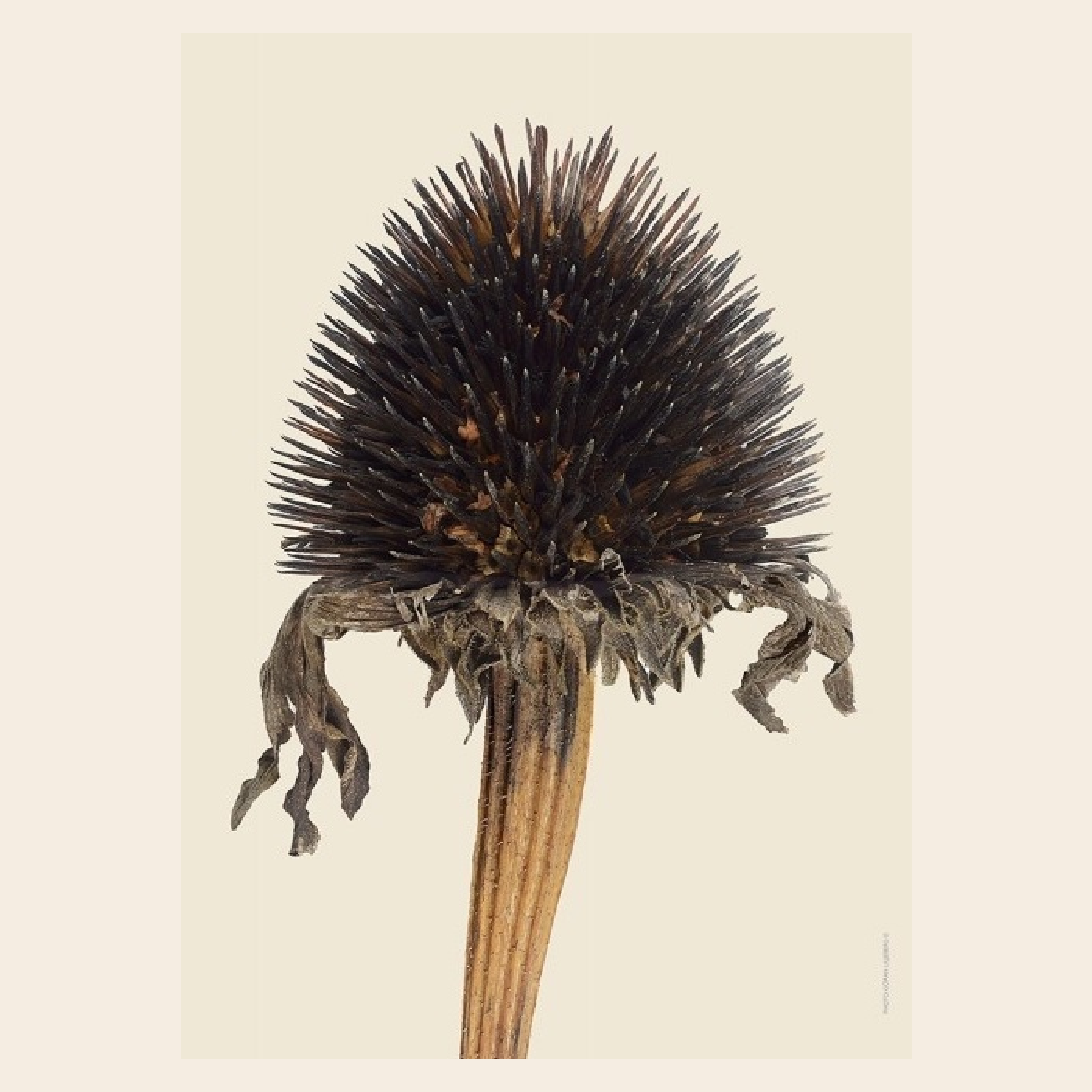 Liljebergs Poster "Purple Coneflower" 30x40cm