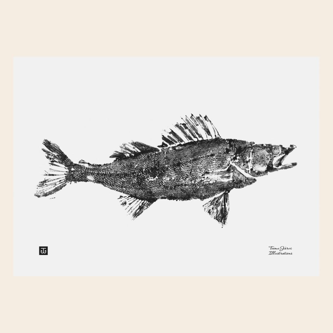 Teemu Järvi Poster 'Pike Perch' 40x30 cm