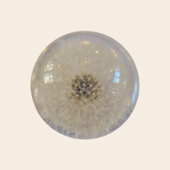 'Dandelion' paperweight