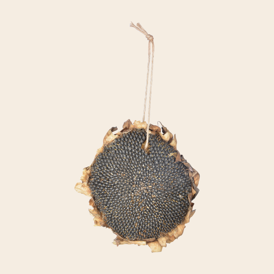 gedroogde zonnebloem