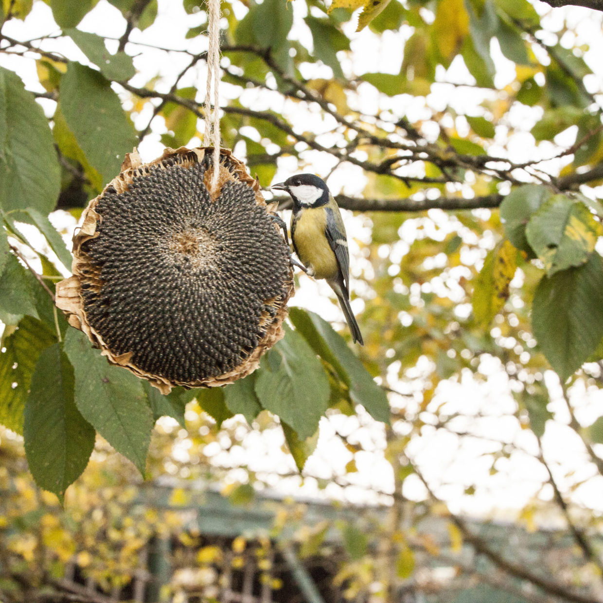 gedroogde zonnebloem