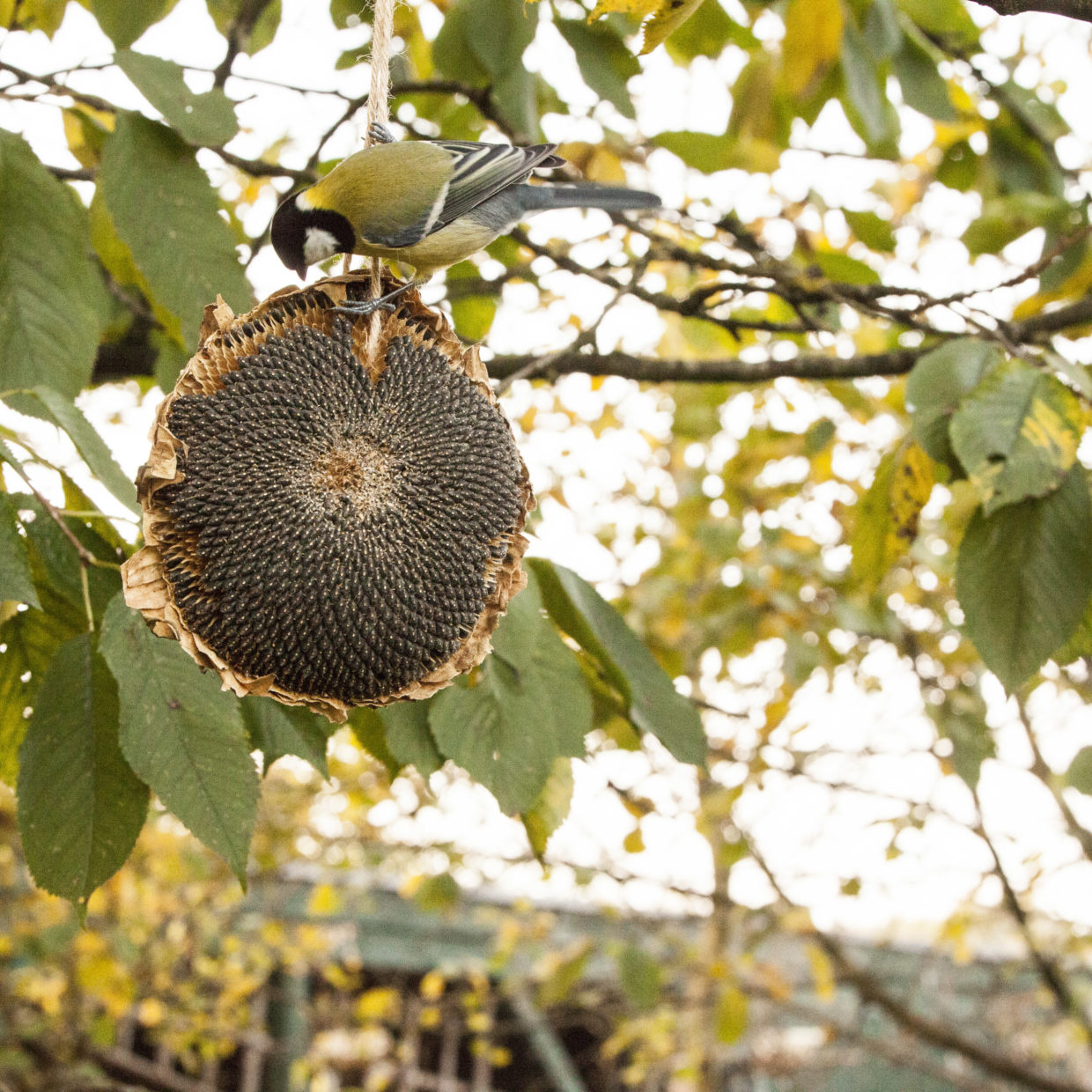 gedroogde zonnebloem