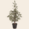 IBLaursen kerstboom 'Cedar' - 120cm
