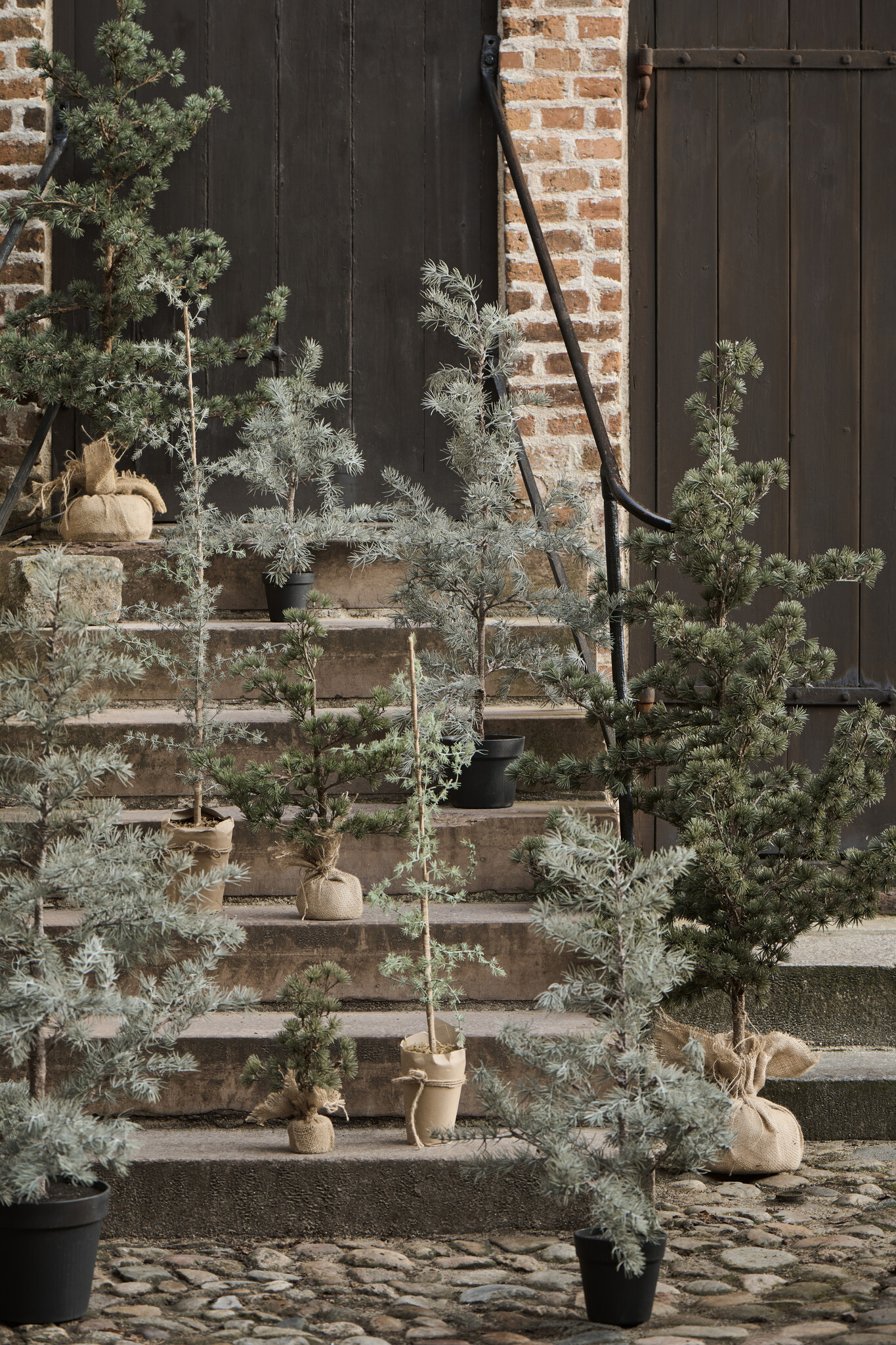 IBLaursen tree 'Cedar' - 120cm