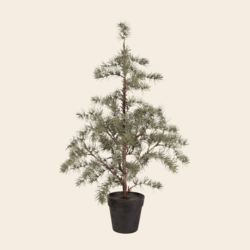 IBLaursen tree 'Cedar' - 80cm