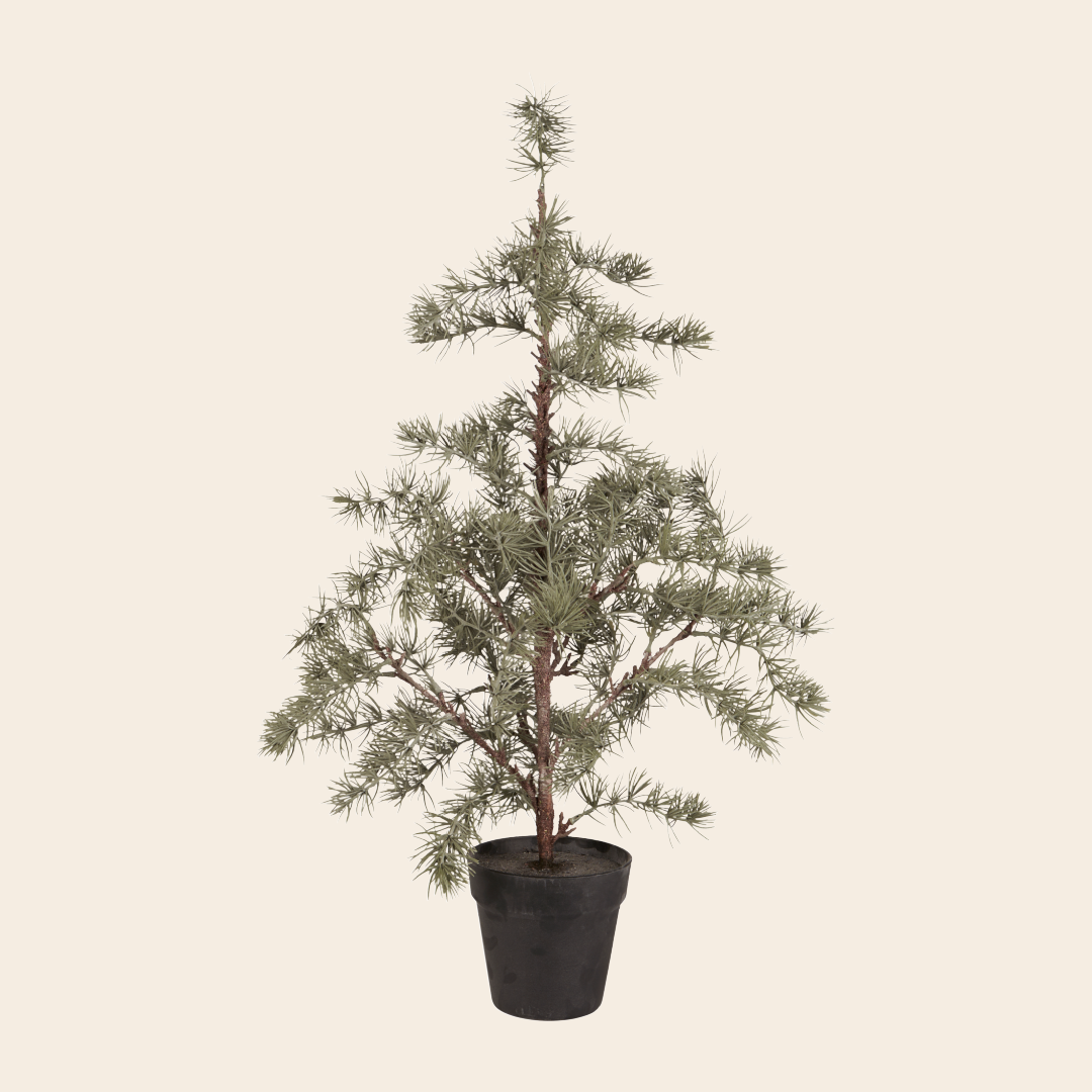 IBLaursen tree 'Cedar' - 80cm