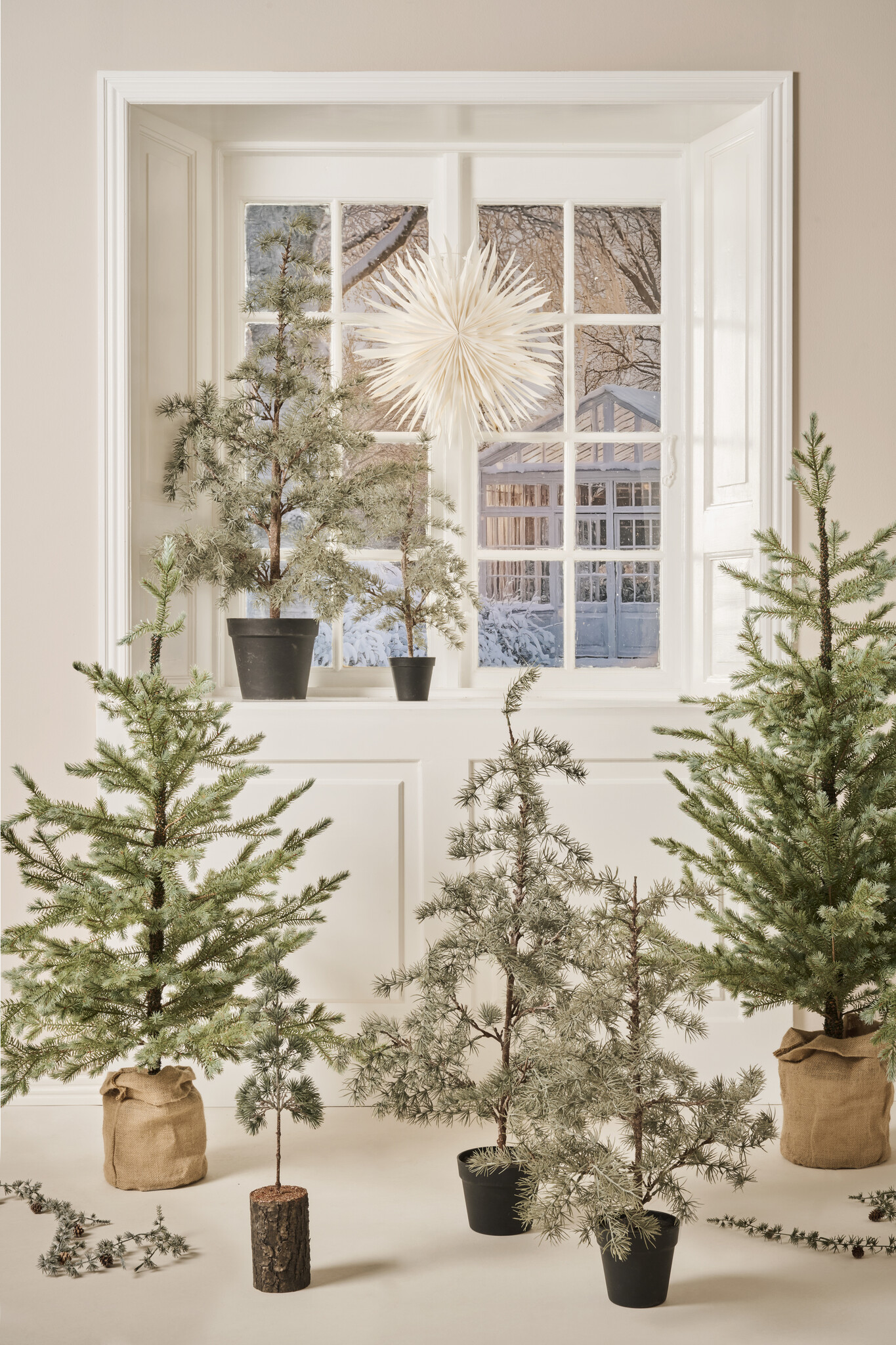 IBLaursen tree 'Cedar' - 80cm