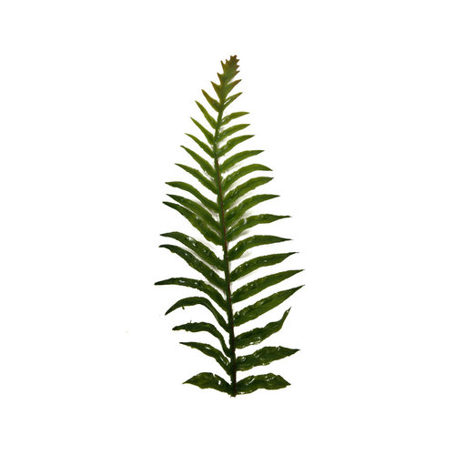 c4ssa_snipes High Quality Artificial Ferns