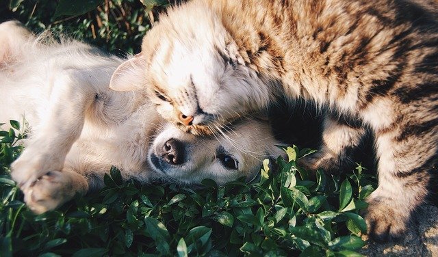 CBD Olie Hond- huisdieren