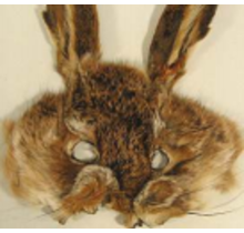 HARELINE - Hare Mask Natural