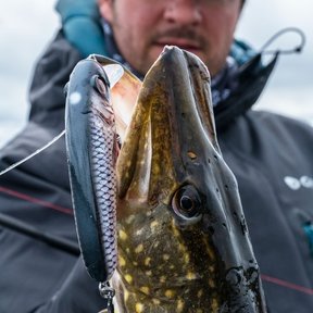 Svartzonker McCelly  7cm