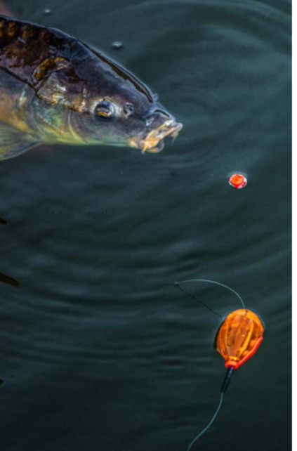 KORUM - Surface Bomb