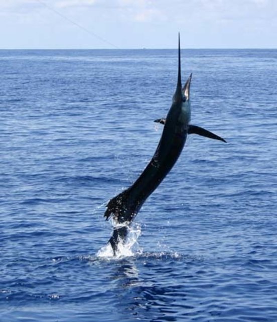 WILLIAMSON - Sailfish Kit WILLIAMSON - Sailfish Kit