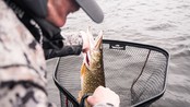 ABU GARCIA - Beast™ Landing Net ABU GARCIA - Beast™ Landing Net