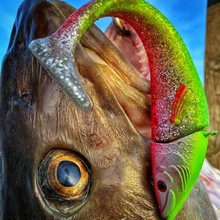 PowerBait Power Herring