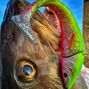 PowerBait Power Herring