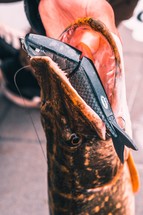 Zilla Jointed Glider