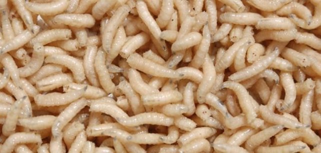 Robby Fish - Bewaar Maden Enkel Afhaal!!!