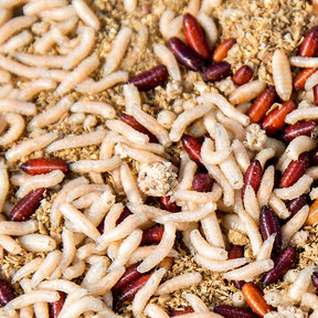 Caster (Engelse) Maden